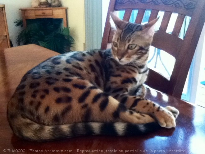 Photo de Bengal