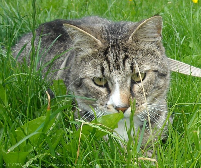 Photo de Chat domestique