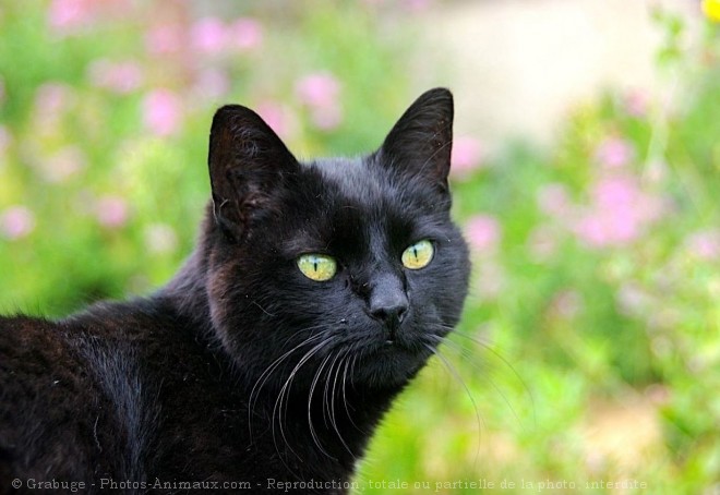 Photo de Chat domestique