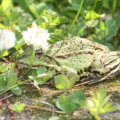 Les fonds d'cran Animaux aquatiques de sachcol