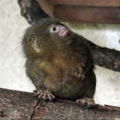 Photo de Singe - ouistiti pygme