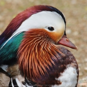 Photo de Canard mandarin