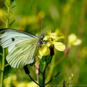 Photo de Papillon - piride