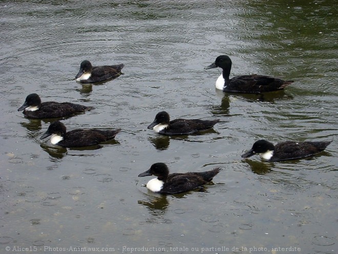 Photo de Canard