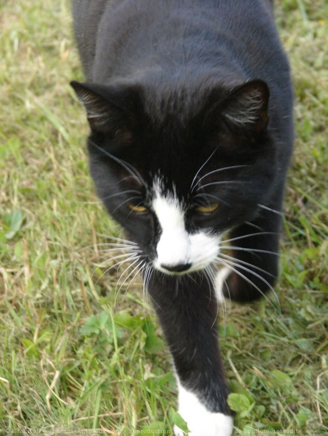 Photo de Chat domestique