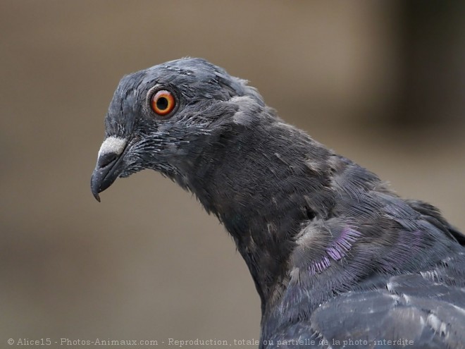 Photo de Pigeon