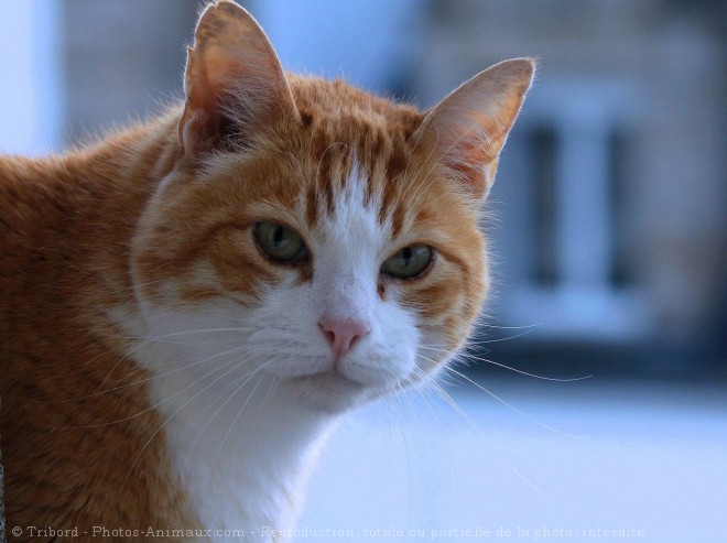 Photo de Chat domestique