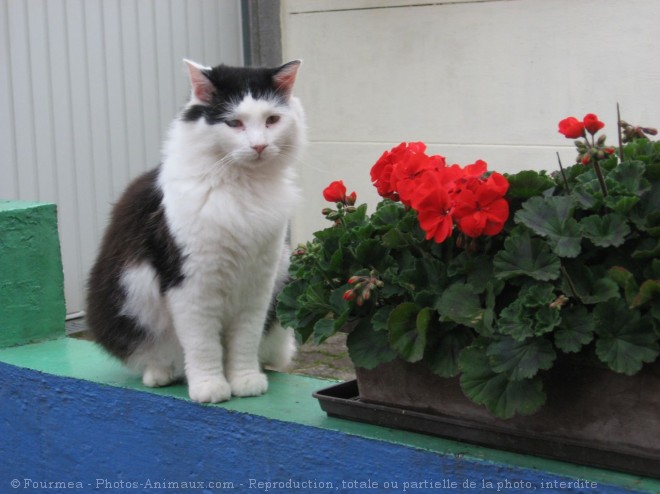 Photo de Chat domestique