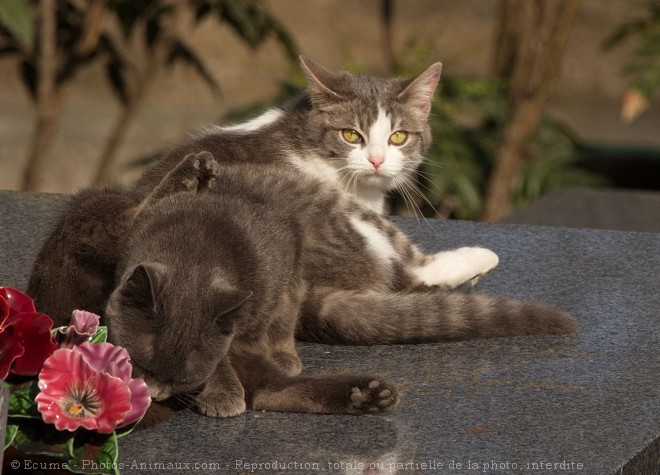 Photo de Chat domestique