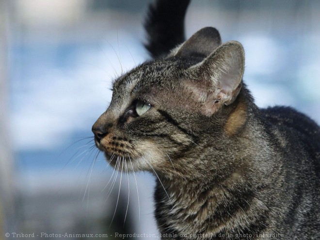 Photo de Chat domestique