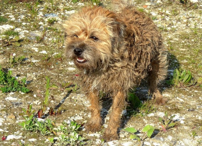 Photo de Border terrier