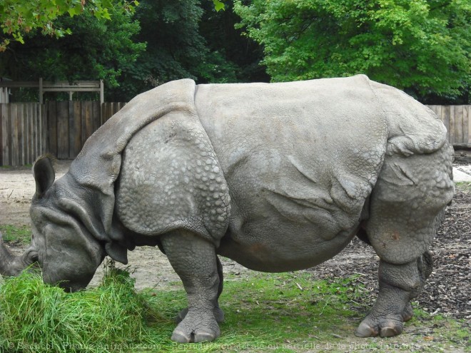 Photo de Rhinocros