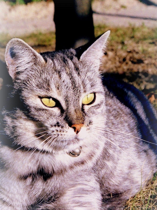 Photo de Chat domestique