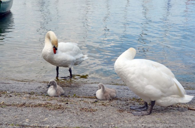 Photo de Cygne