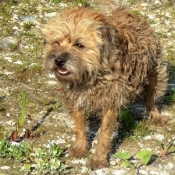 Photo de Border terrier