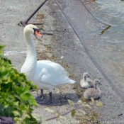 Photo de Cygne