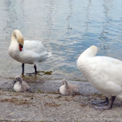 Photo de Cygne