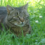 Photo de Chat domestique