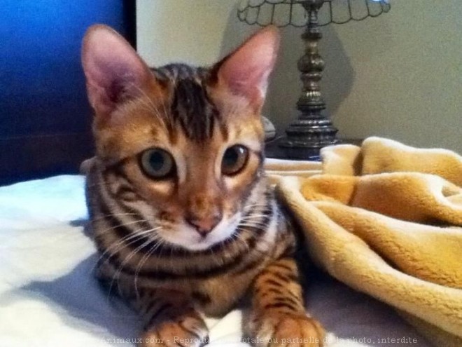 Photo de Bengal