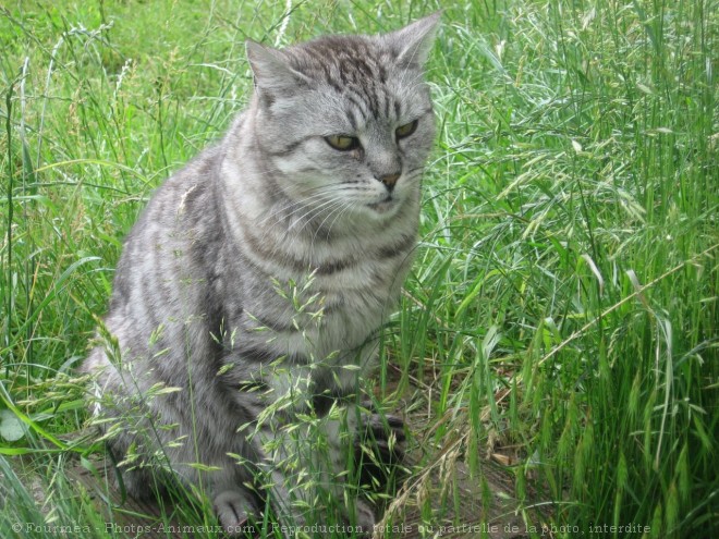 Photo de Chat domestique