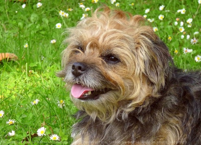 Photo de Border terrier