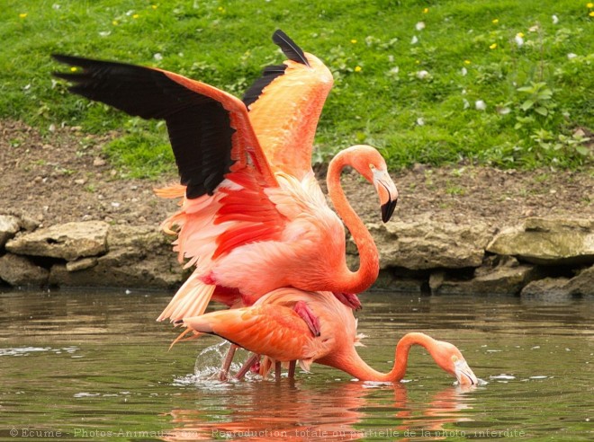 Photo de Flamand rose