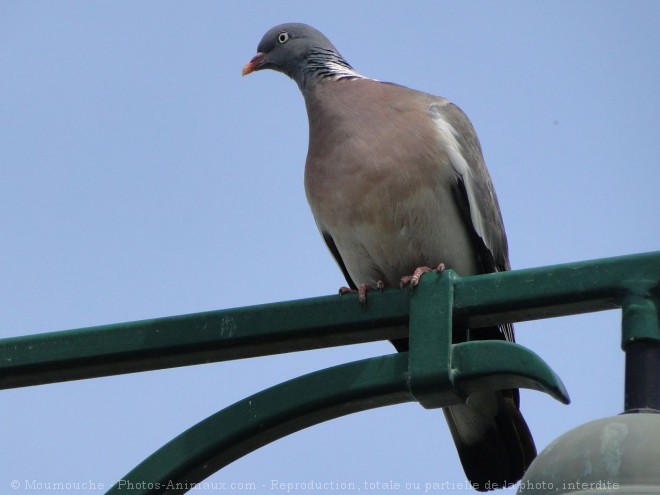 Photo de Pigeon - ramier