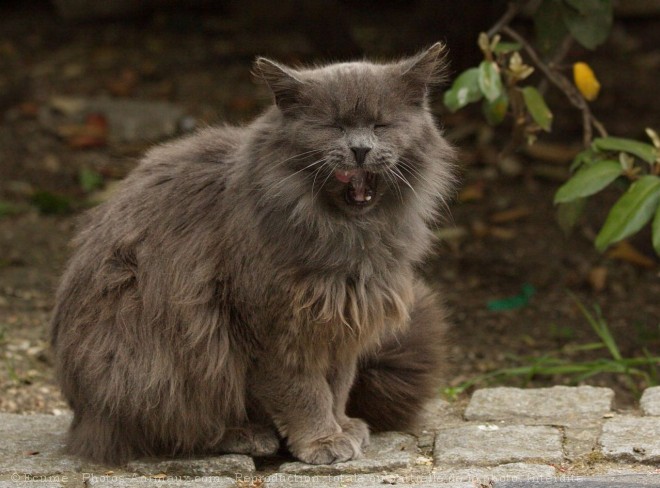 Photo de Chat domestique