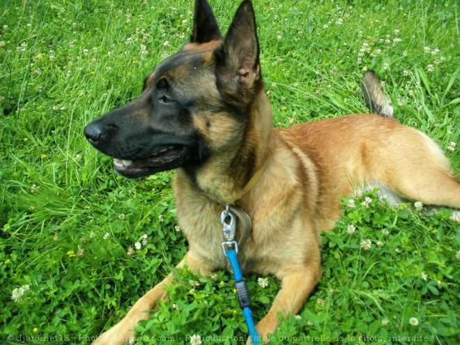 Photo de Berger belge malinois