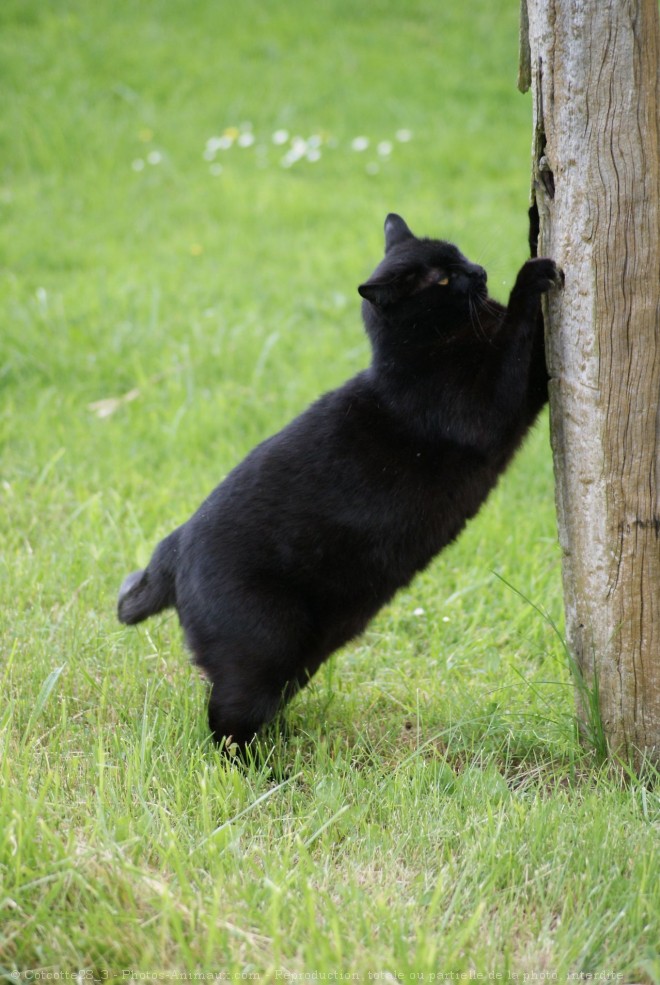 Photo de Chat domestique