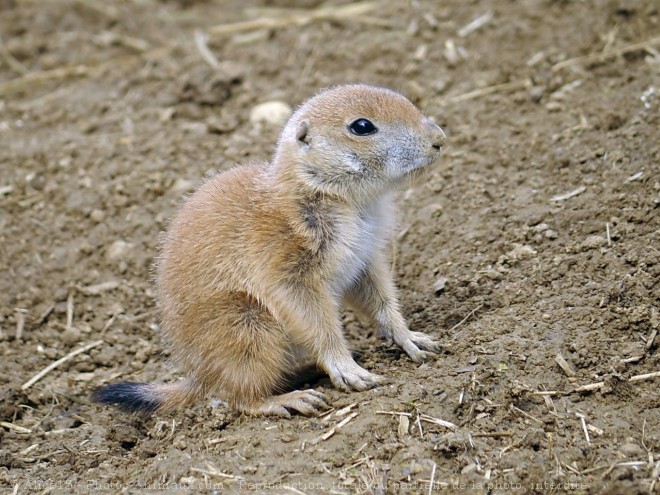 Photo de Chien de prairie