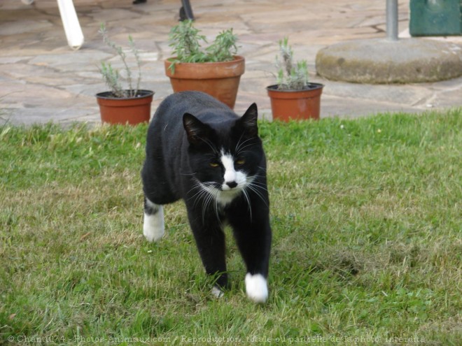 Photo de Chat domestique