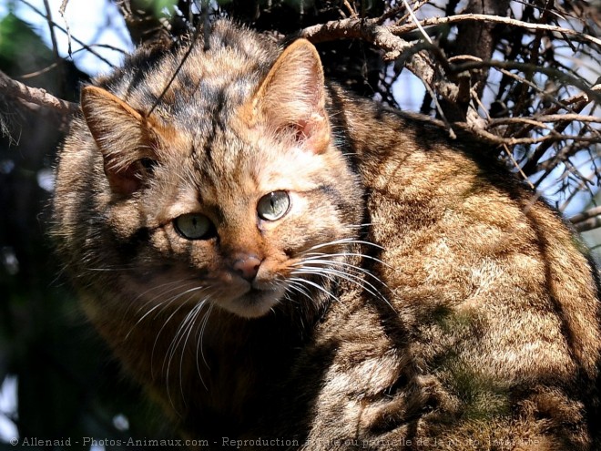 Photo de Chat sylvestre