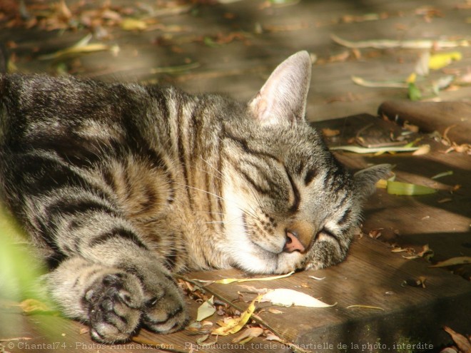 Photo de Chat domestique