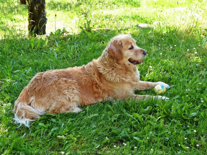 Photo de Golden retriever