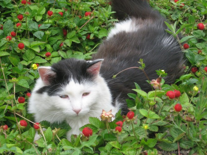 Photo de Chat domestique