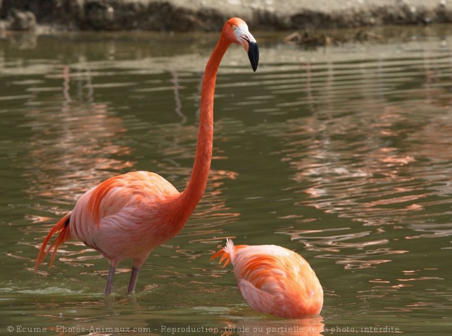 Photo de Flamand rose