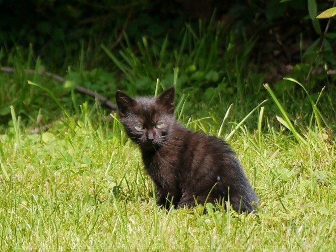 Photo de Chat domestique