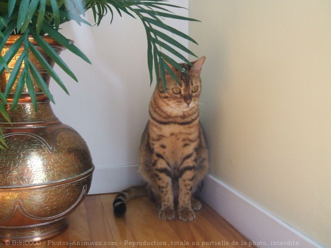 Photo de Bengal