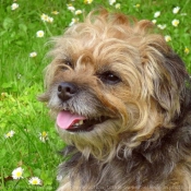 Photo de Border terrier