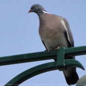 Photo de Pigeon - ramier