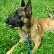 Photo de Berger belge malinois