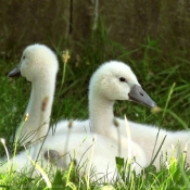 Photo de Cygne