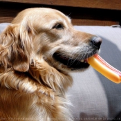 Photo de Golden retriever