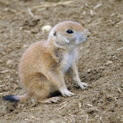 Photo de Chien de prairie