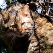 Fond d'cran avec photo de Chat sylvestre