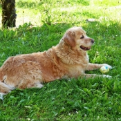 Photo de Golden retriever