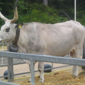 Photo de Vache