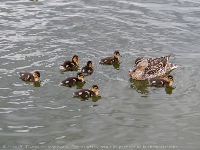 Photo de Canard colvert