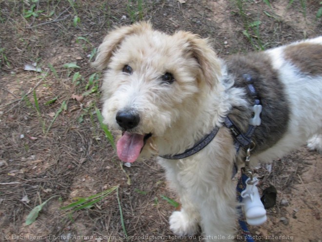 Photo de Fox terrier  poil dur